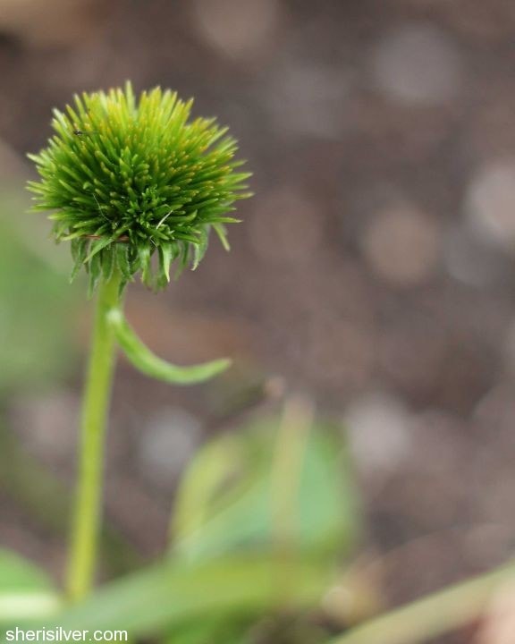 echinacea seedhead  Fall Garden Transition Tips