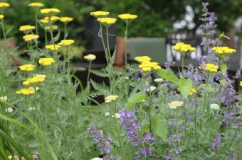 yarrow and catmint