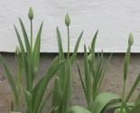 spring checklist, tulip buds