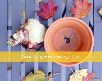 how to grow amaryllis