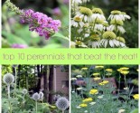 top 10 perennials that beat the heat