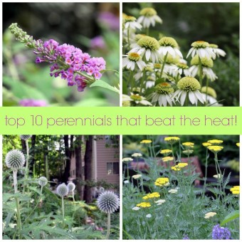 top 10 perennials that beat the heat