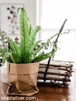 uashmama paper bag with plant