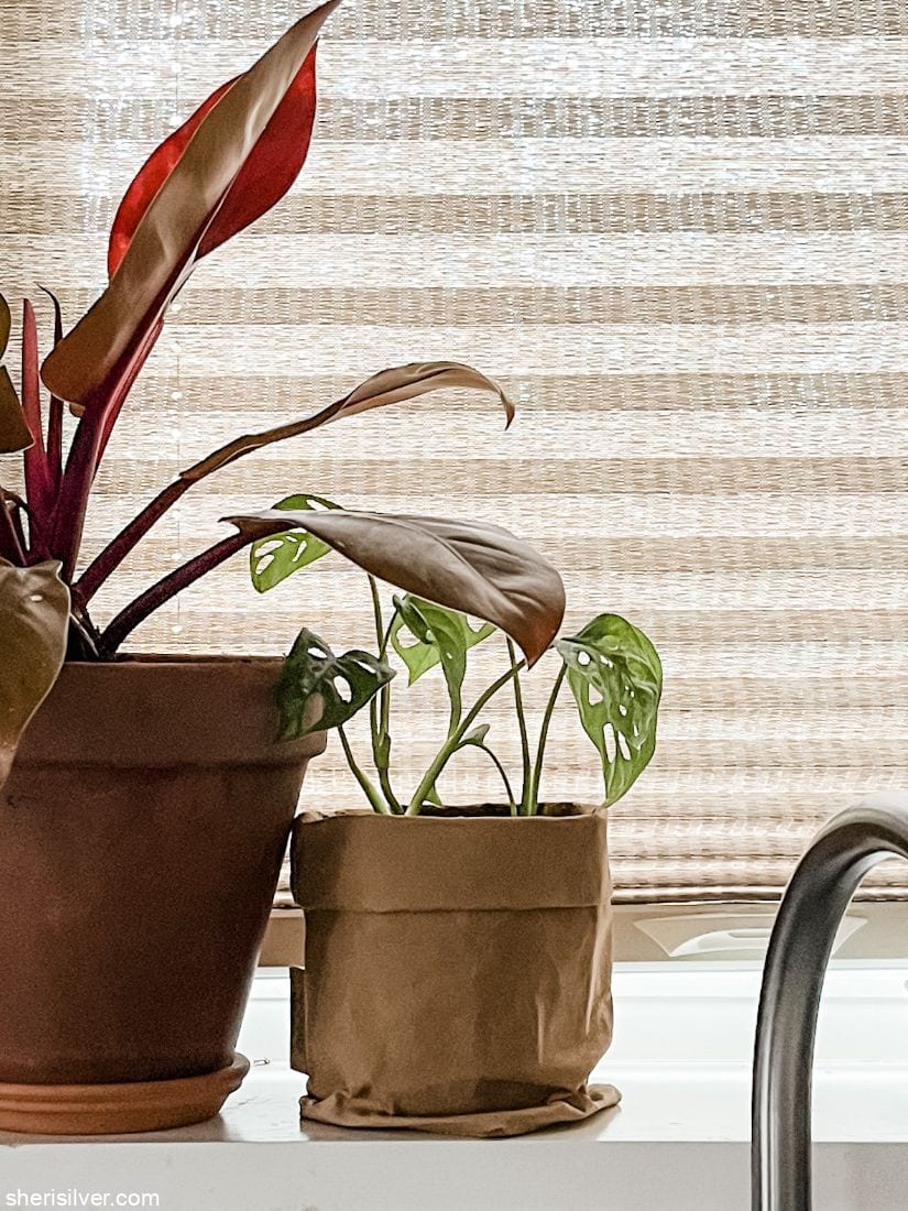 uashmama paper bag with plant