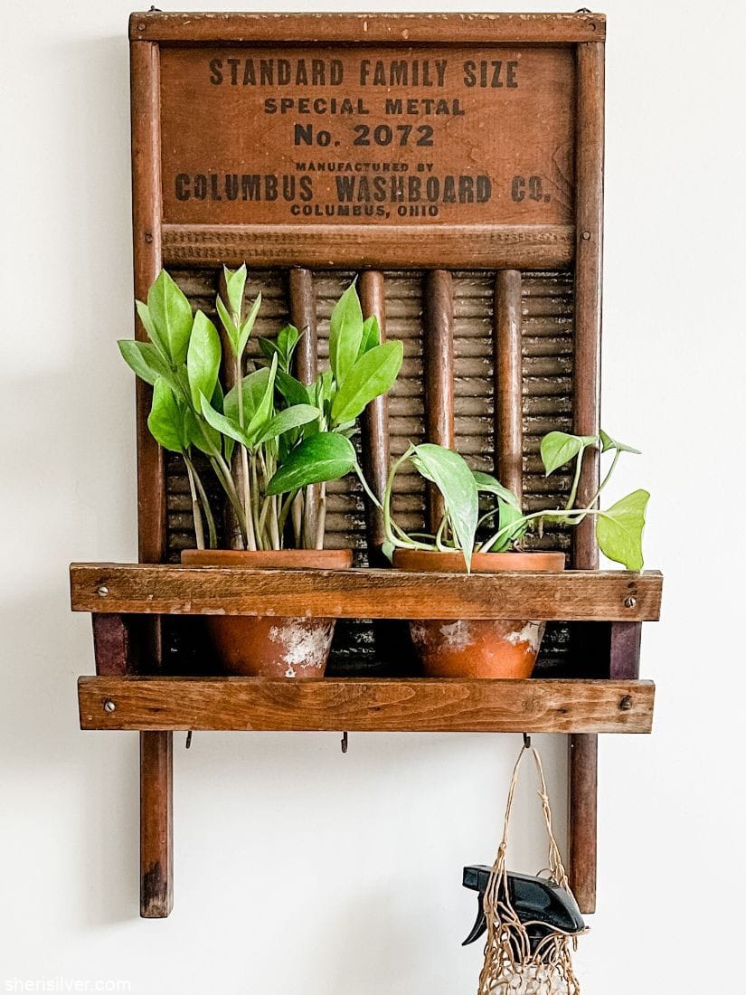 plants in terra cotta pots in an antique washboard