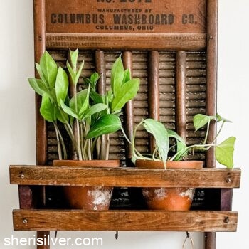 plants in terra cotta pots in an antique washboard