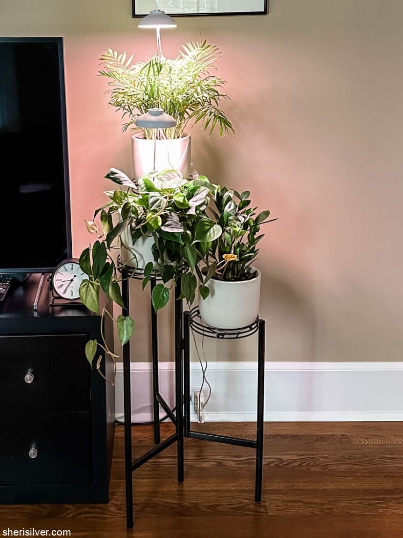 plants with grow lights on a metal plant stand