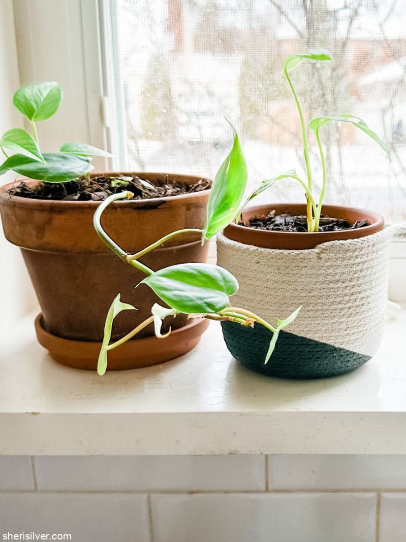 plants in basket and planter on a window sill