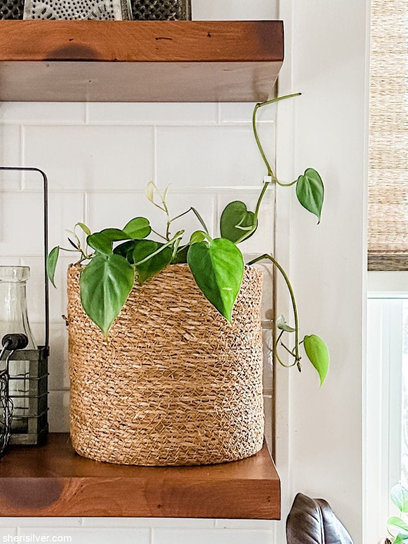 plant in a basket on a wooden shelf