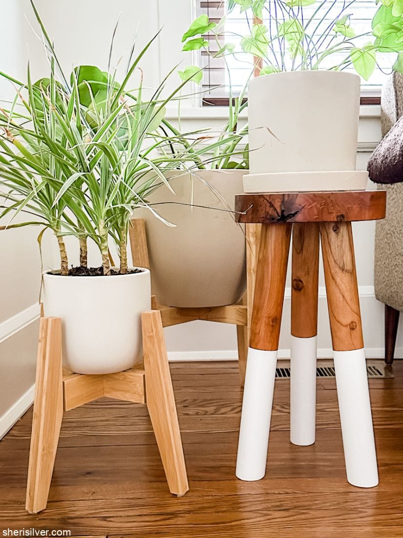 plants on assorted plant stands