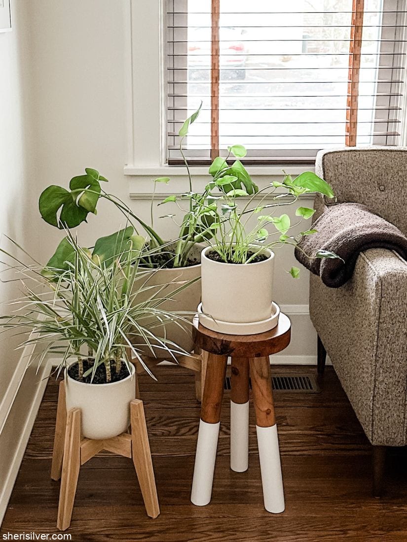 plants on assorted plant stands