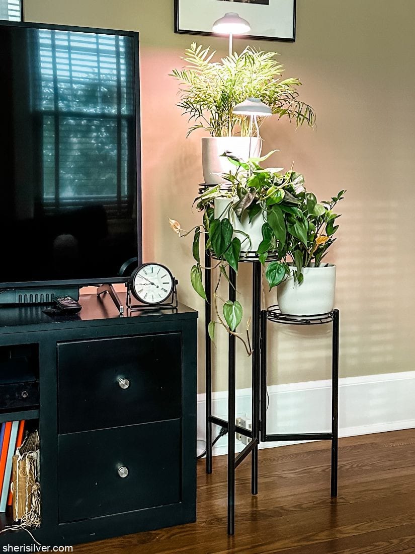 plants with grow lights on a metal plant stand
