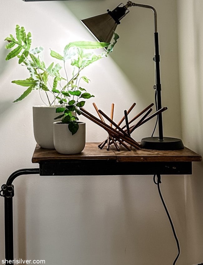 plants on a vintage side table